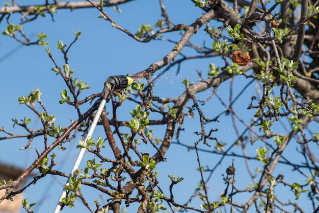 Der Apfelbaum wird im zeitigen Frühjahr durch Drucksprüher mit Chemikalien vor Pilzkrankheiten oder Ungeziefer geschützt.