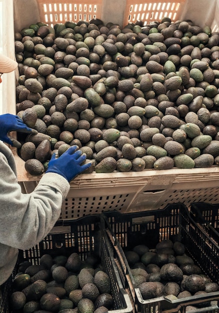 Der Arbeiter legt hass Avocado in die Plastikbox in der Handansicht der Farm oder des Marktes