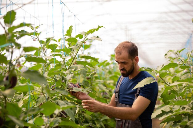 Der Arbeiter untersucht die Auberginenpflanzen vor der Ernte. Gewächshaus-Hintergrund