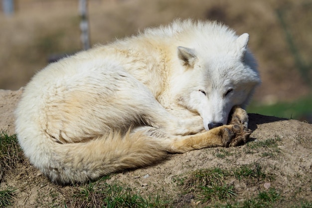 Der arktische Wolf Canis lupus arctos, auch bekannt als Melville Island Wolf Wolf, der in Ruhe liegt