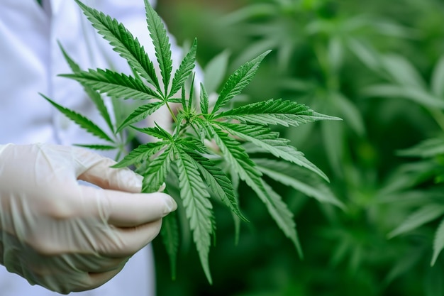Der Arzt hält ein Cannabisblatt im Bokeh-Stil im Hintergrund