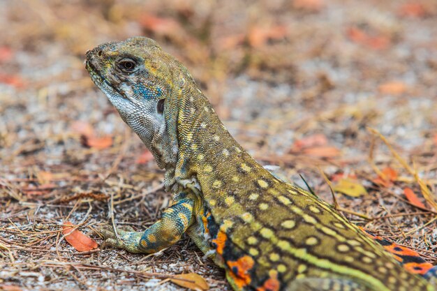 Der Asien-Leguan auf dem Rasen.