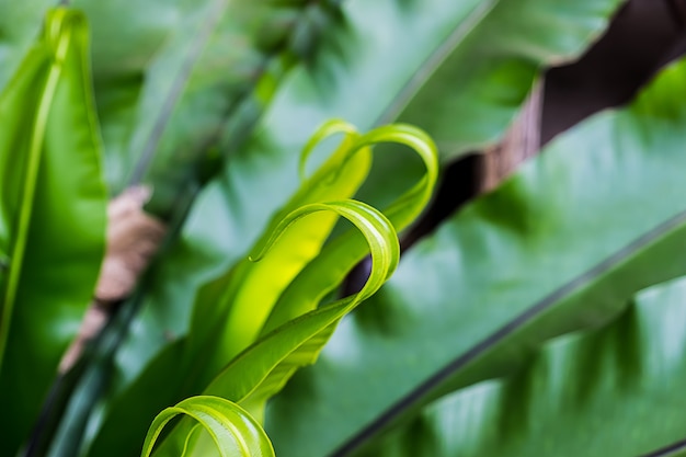 der Asplenium Nidus