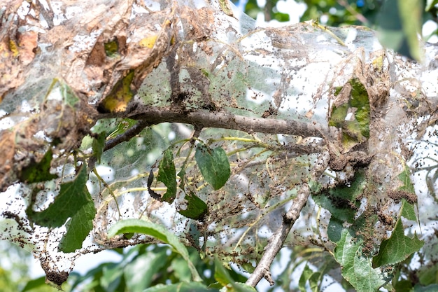 Der Ast des Baumes ist dicht mit Spinnweben bedeckt, in denen sich die Larven eines weißen Schmetterlings befinden. Der Baum ist von Spinnweben betroffen