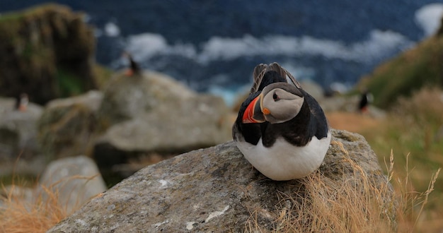 Der Atlantische Papageien (Fratercula arctica) auf dem Felsen auf der Insel Runde (Norwegen)