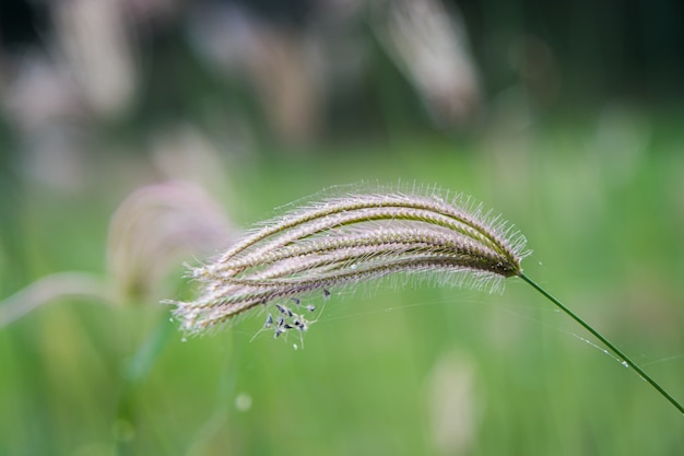 Der ausgewählte Fokus der Grasblume