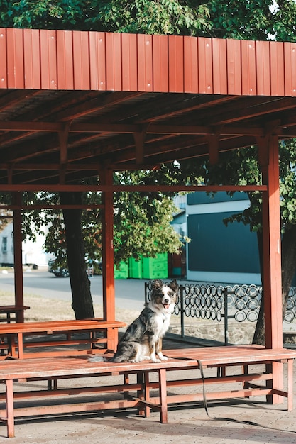 Der Aussie Australian Shepherd Dog sitzt alleine an der Bushaltestelle