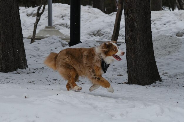 Der Australian Shepherd Red Merle hat Spaß im Freien im Stadtpark in der verschneiten Winterseitenansicht