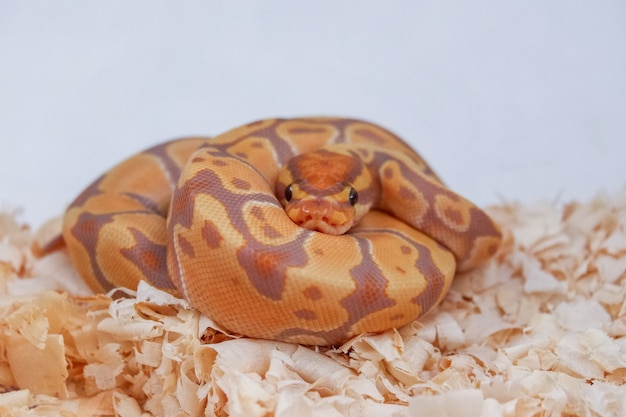 Der Bananen-Ballpython