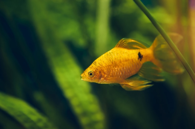 Der Barbus schwimmt hautnah im Heimaquarium. Schöner Aquarium Goldfisch.