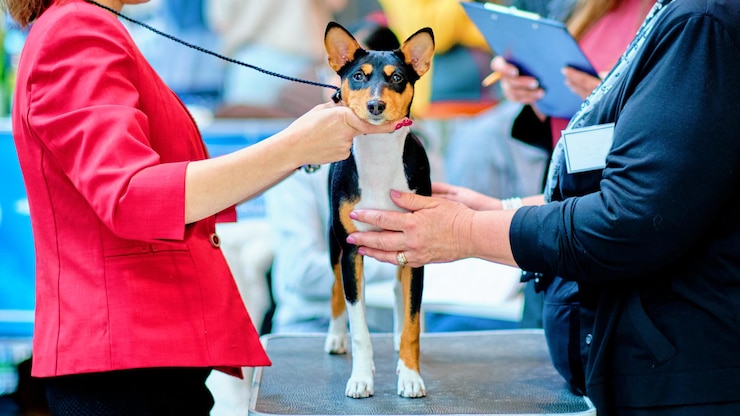 Der Basenji-Hund wird auf einer Hundeausstellung von Spezialisten für Hunderassen untersucht