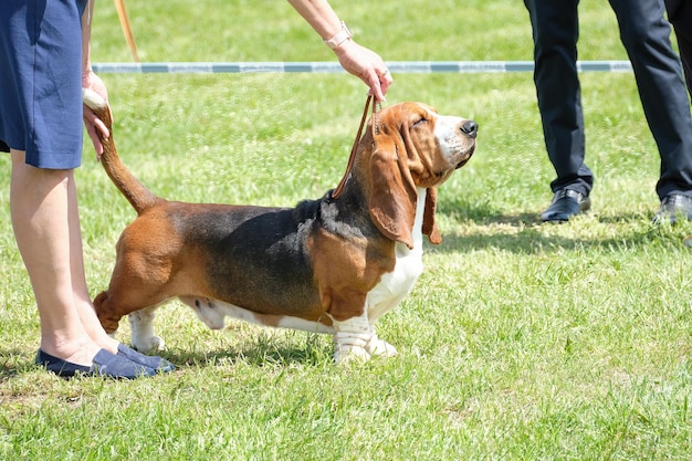 Der Basset Hound steht auf dem Gras und demonstriert das korrekte Äußere der Rasse