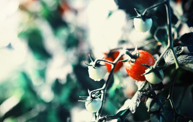 Der Bauer erntet frische Tomaten im Gewächshaus Ökologisches Gemüse richtige Ernährung