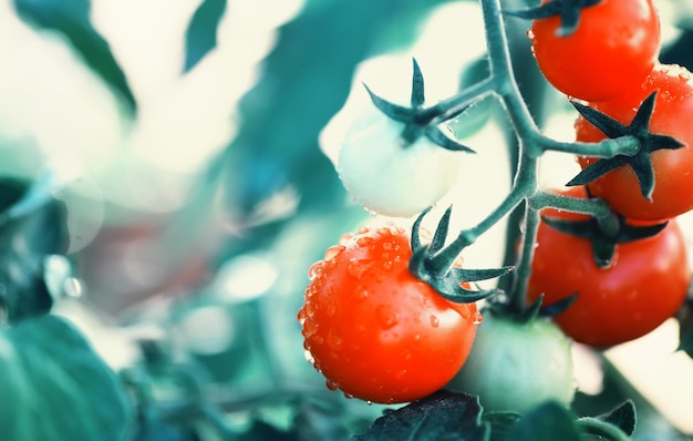 Der Bauer erntet frische Tomaten im Gewächshaus Ökologisches Gemüse richtige Ernährung