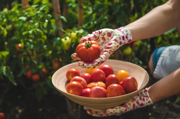 Der Bauer erntet Tomaten im Garten Selektiver Fokus