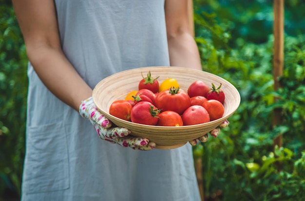 Der Bauer erntet Tomaten im Garten Selektiver Fokus