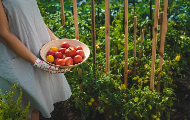 Der Bauer erntet Tomaten im Garten Selektiver Fokus