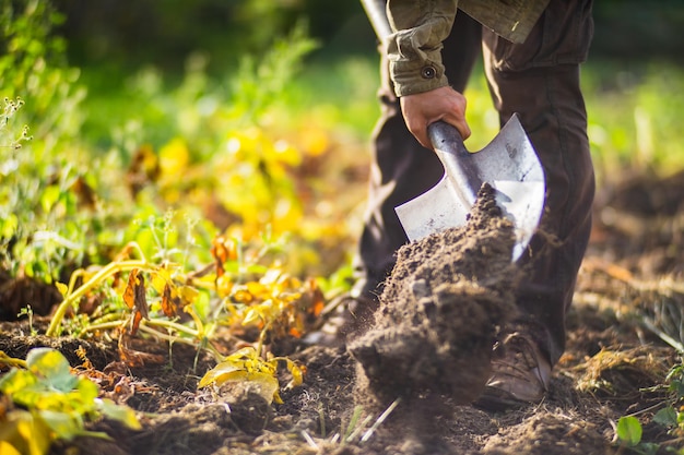Der Bauer gräbt den Boden im Gemüsegarten Vorbereitung des Bodens für das Pflanzen von Gemüse Gartenkonzept Landwirtschaftliche Arbeit auf der Plantage