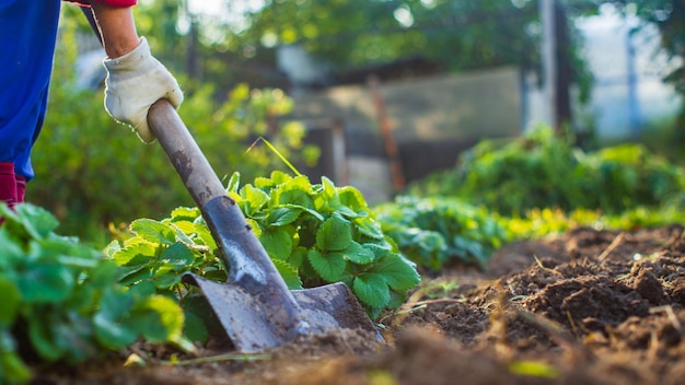 Der Bauer gräbt den Boden im Gemüsegarten Vorbereitung des Bodens für das Pflanzen von Gemüse Gartenkonzept Landwirtschaftliche Arbeit auf der Plantage