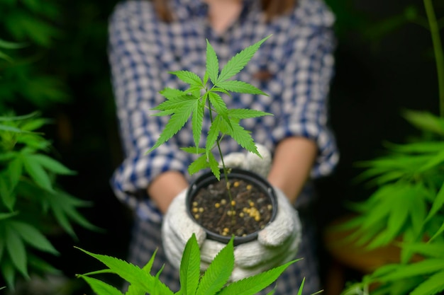 Der Bauer hält Cannabissetzlinge in einer legalisierten Farm.