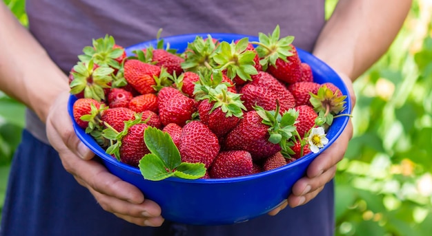 Der Bauer hält eine Schüssel mit frisch gepflückten Erdbeeren