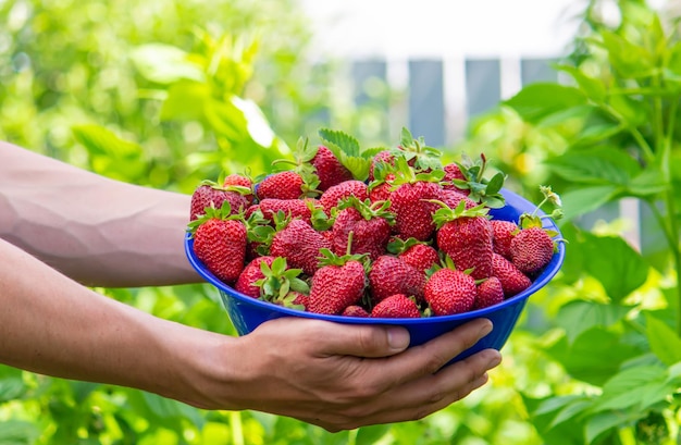 Der Bauer hält eine Schüssel mit frisch gepflückten Erdbeeren