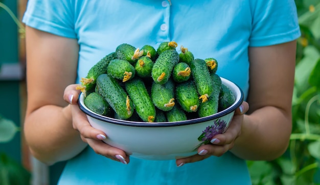 Der Bauer hält eine Schüssel mit frisch gepflückten Gurken in seinen Händen, selektiver Fokus