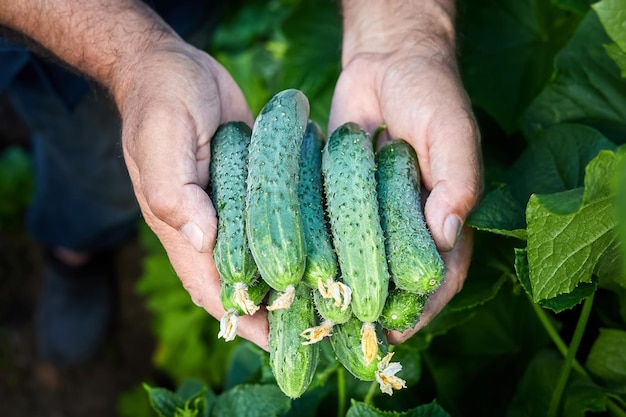 Der Bauer hält in seinen Händen eine neue Ernte frischer Gurken aus dem Gewächshaus