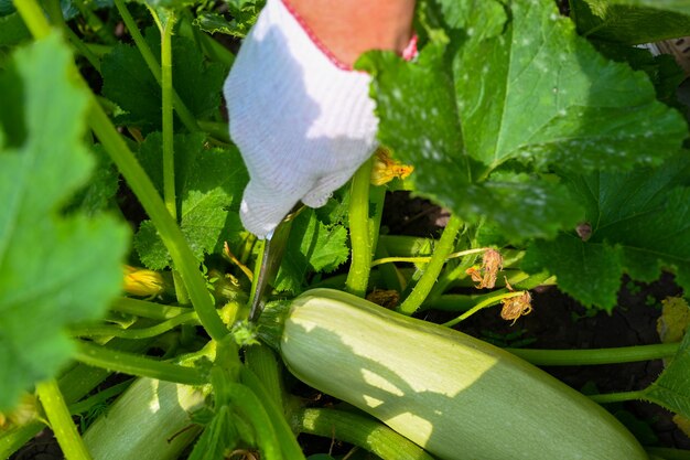 Der Bauer kontrolliert die Zucchini im Garten. Zucchini am Zweig. Bauernhände. Landwirtschaft, Gartenarbeit, Gemüseanbau.