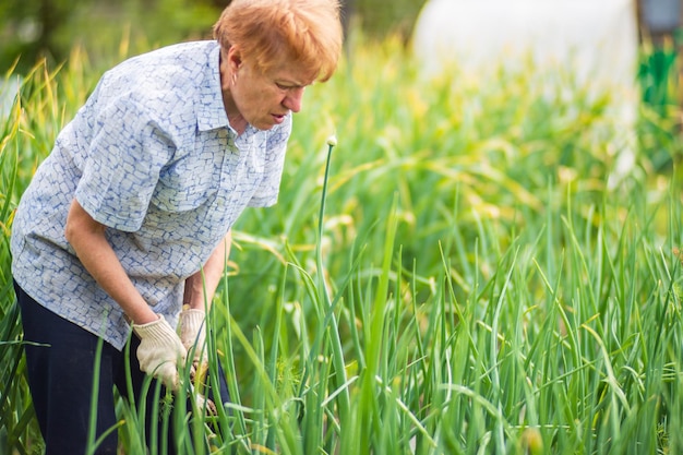 Der Bauer kümmert sich um die Pflanzen im Gemüsegarten auf dem Bauernhof. Garten- und Plantagenkonzept. Landwirtschaftliche Pflanzen wachsen in Gartenbeeten