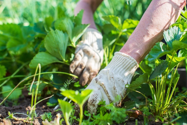 Der Bauer kümmert sich um die Pflanzen im Gemüsegarten auf dem Bauernhof. Garten- und Plantagenkonzept. Landwirtschaftliche Pflanzen wachsen in Gartenbeeten