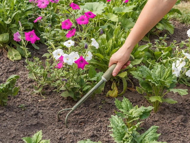 Der Bauer lockert den Boden um Blumen herum mit einem Handgartenrechen