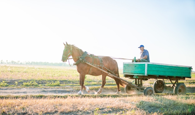 Der Bauer reitet auf seinem Pferd. Wagentransport.