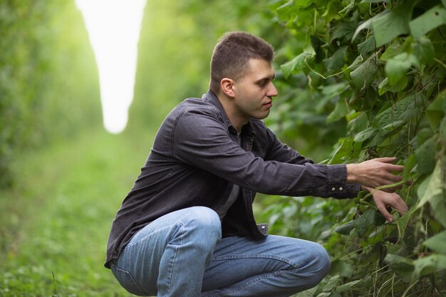 Der Bauer schätzt die Ernte von grünen Bohnen