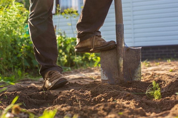 Der Bauer steht mit einer Schaufel im Garten Vorbereitung des Bodens für das Anpflanzen von Gemüse Gartenkonzept Landwirtschaftliche Arbeiten auf der Plantage