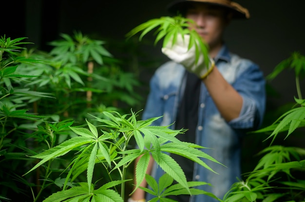 Der Bauer trimmt oder schneidet Cannabis in einer legalisierten Farm ab.