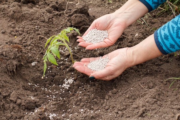 Der Bauer verteilt chemischen Dünger auf junge Tomatenpflanzen, die im Garten wachsen