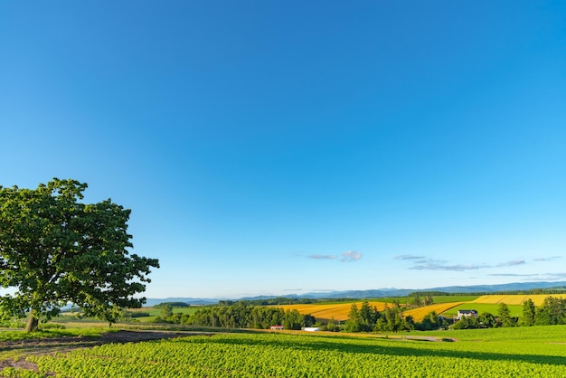 Der Baum der Sieben Sterne