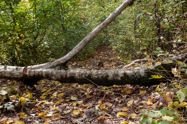 Der Baum fiel auf den Waldweg