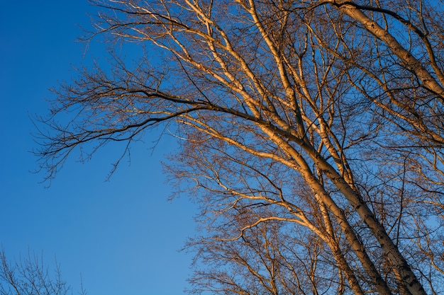 Der Baum gegen den Himmel.