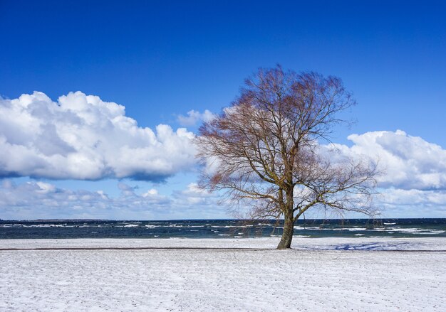 Der Baum im Winter