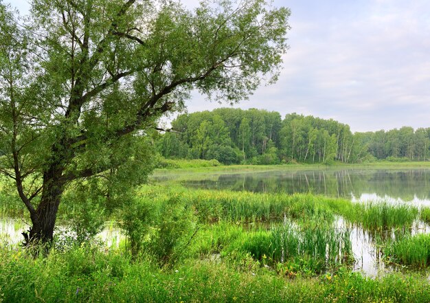 Der Baum lehnte sich über das Wasser des Sees unter dem blau bewölkten Morgenhimmel