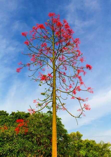 Der Baum mit den roten Blumen am Himmel ist die Kulisse