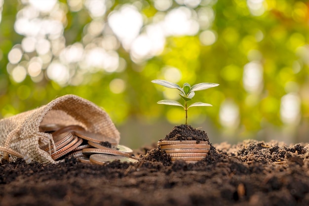 Der Baum wächst aus dem Haufen Geld und Geld fließt aus der Tasche, geldsparende Ideen