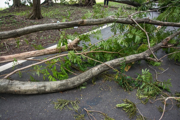 Der Baum wurde durch die Intensität des Sturms zerstört