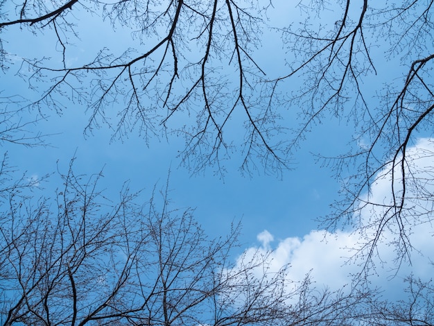 Der Baum zu jeder Jahreszeit