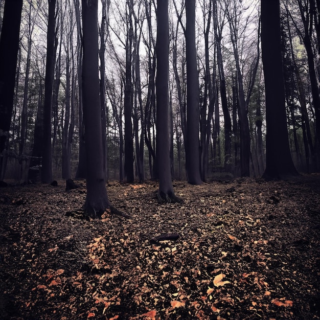 der beängstigende Wald