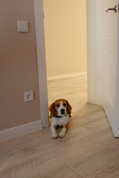 Foto der beagle liegt an der tür des hauses der hund liegt in der türöffnung und bewacht das haus