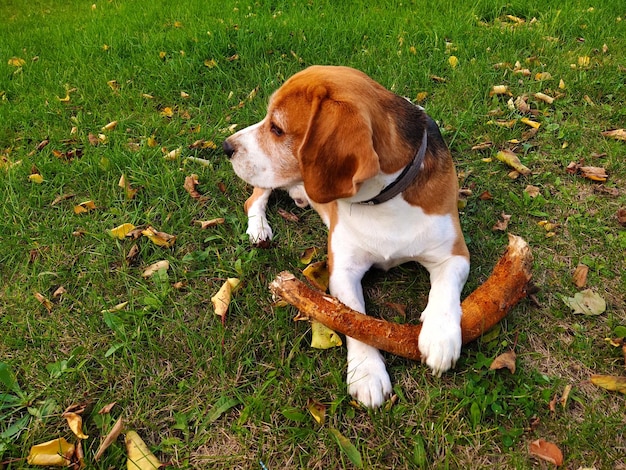 Der Beagle liegt auf dem Gras und schaut weg