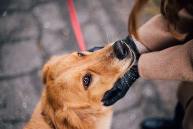 Der behandschuhte Besitzer hält den Maulkorb seines Hundes in den Handflächen